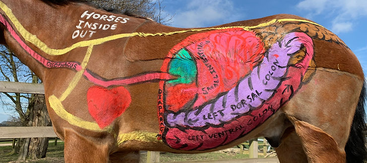 gillian higgins horses inside out horse digestive system, oesophagus, diagphragm, stomach, small intestine, dorsal colon, ventral colon, large intestines, hindgut equine