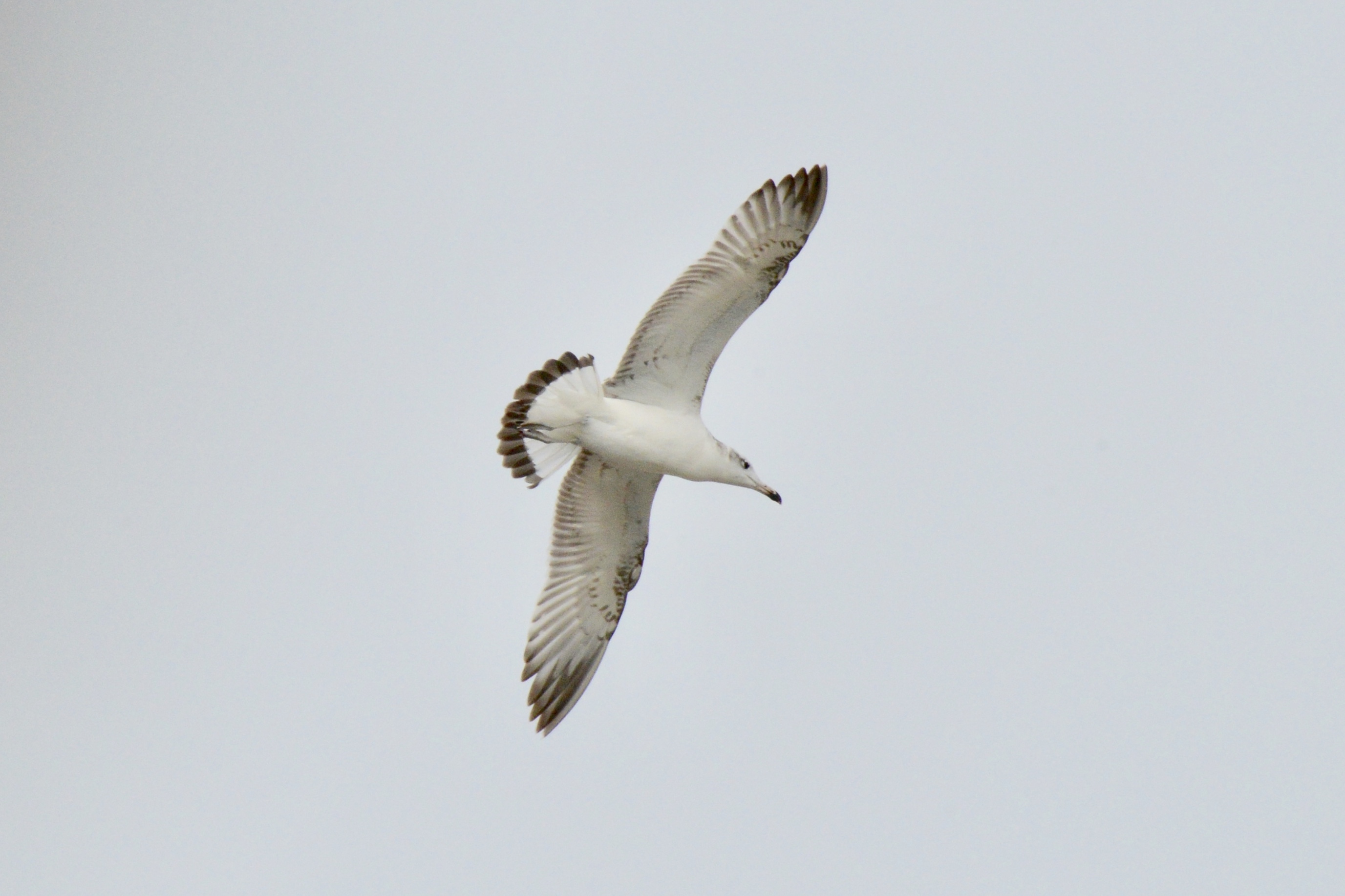 Pallas's Gull at Mina Port content media