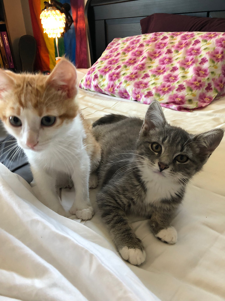 View of Cat Anxiety Wrap