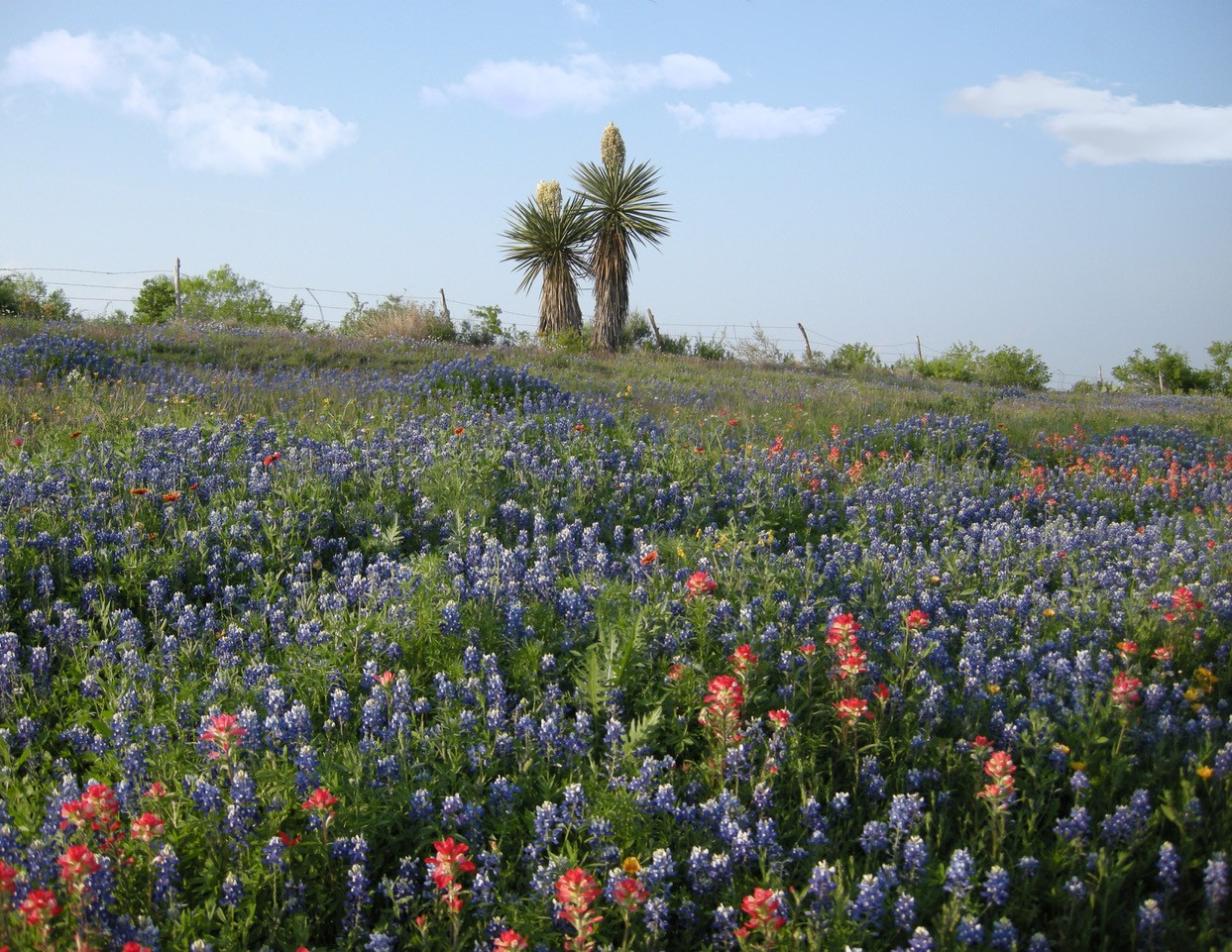 Our Bluebonnet Cruise - Thursday April 15th, 2021 content media