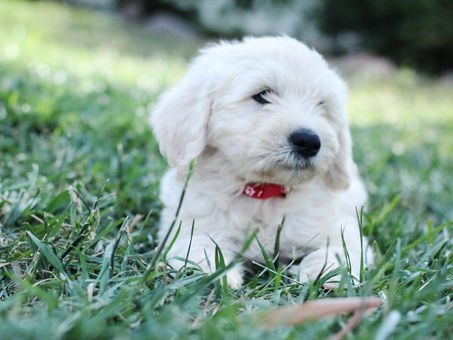 Welcome Finn