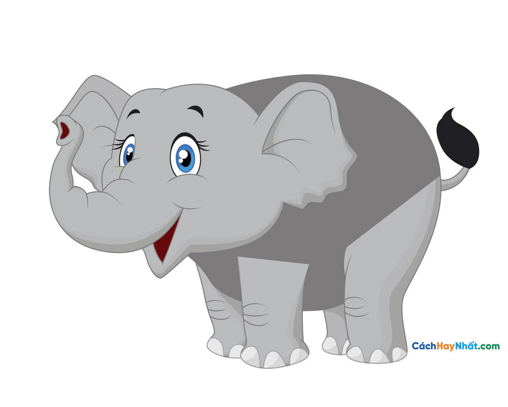 Động vật corel - Corel animals