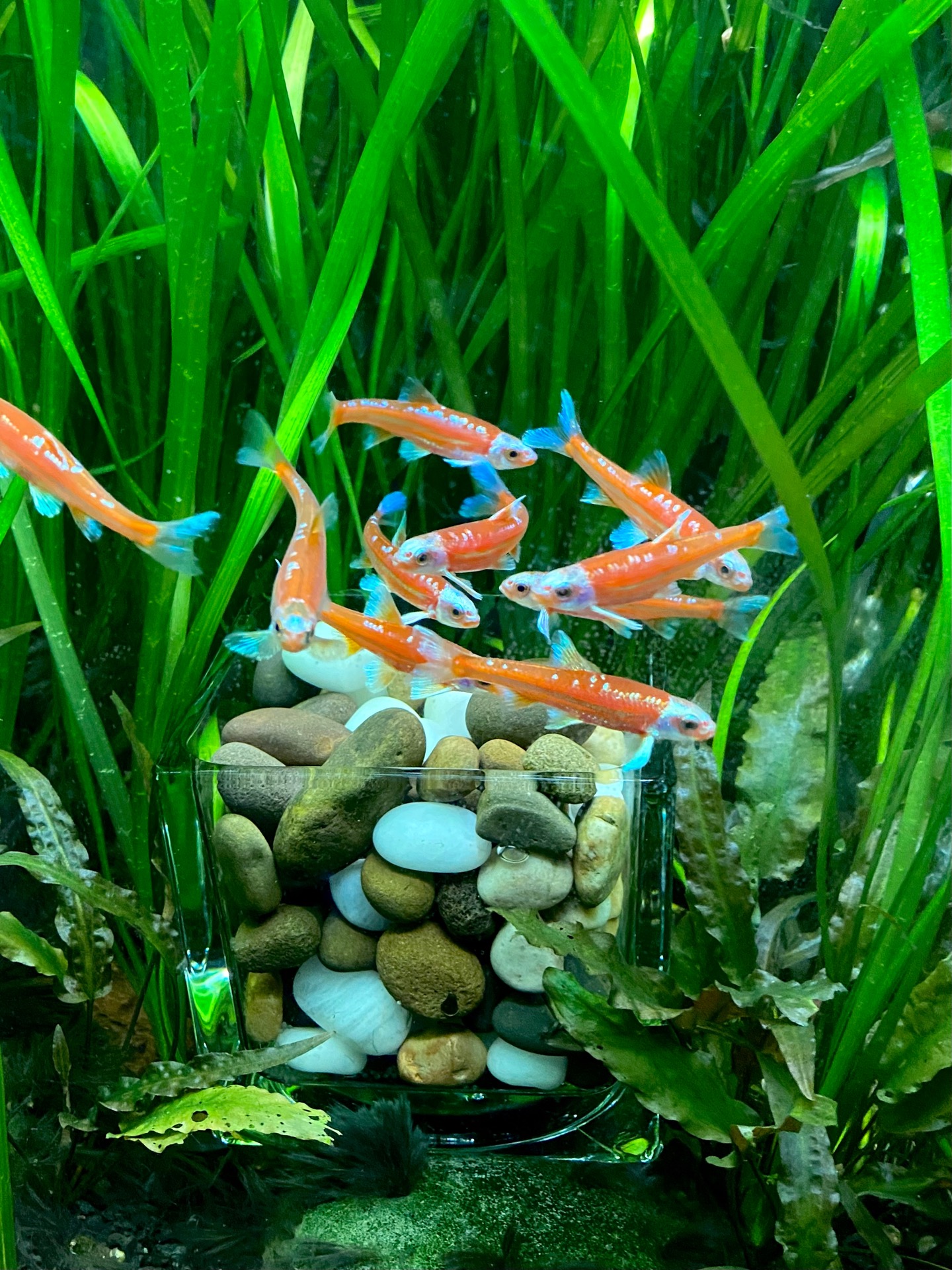 Rainbow Shiners breeding content media