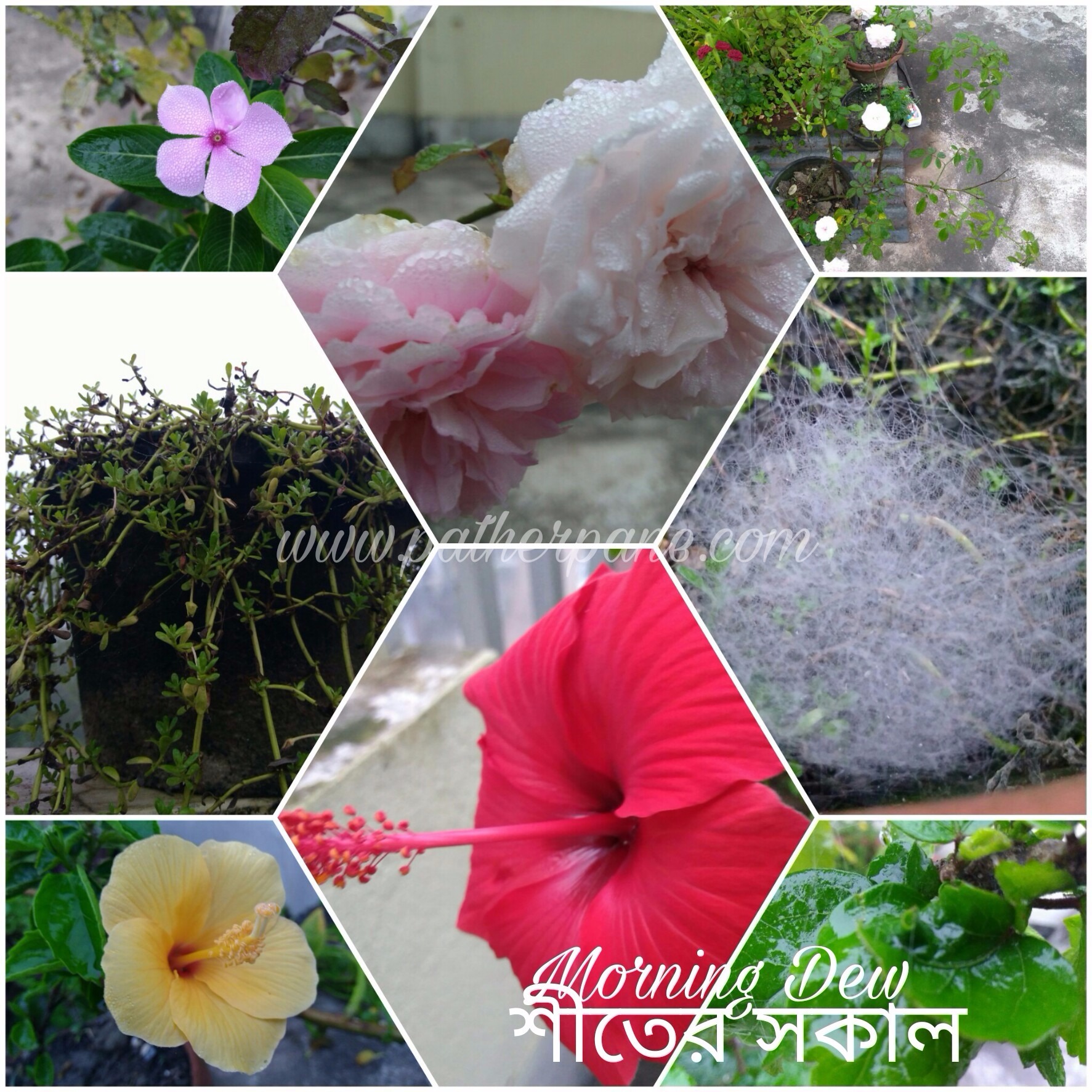 Morning Dew(শীতের সকাল) ... content media