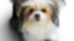 A Dog's Journey film review