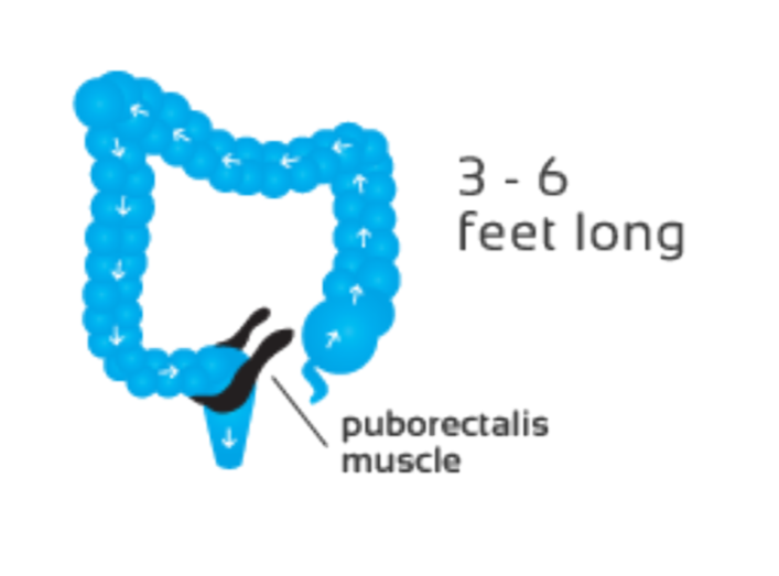 Puborectalis pelvic floor muscle from Squatty Potty