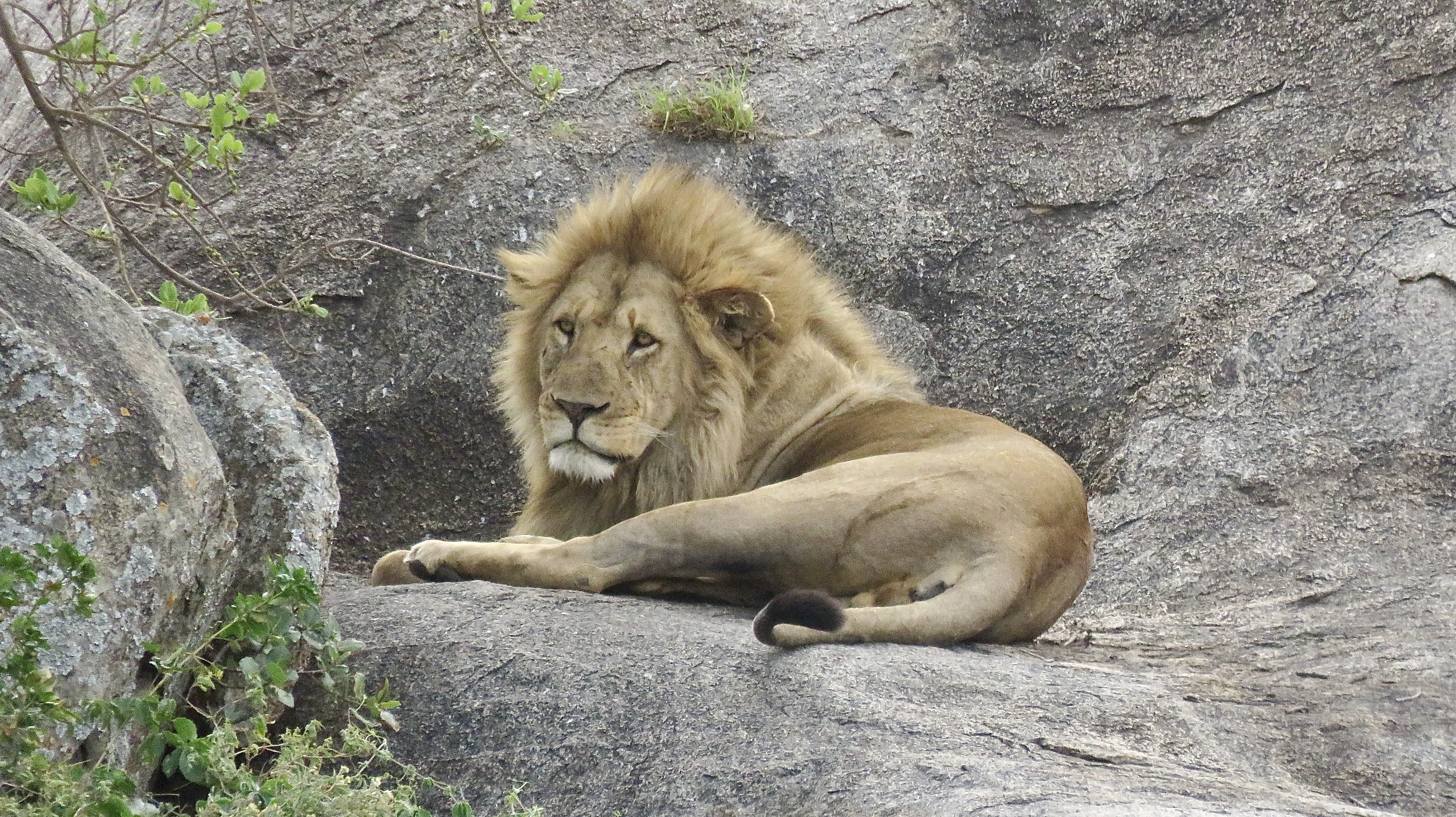 Une virée chez les lions en décembre content media