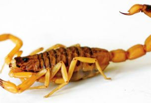 Escorpiões se proliferam no DF e se adaptam muito bem ao ambiente urbano