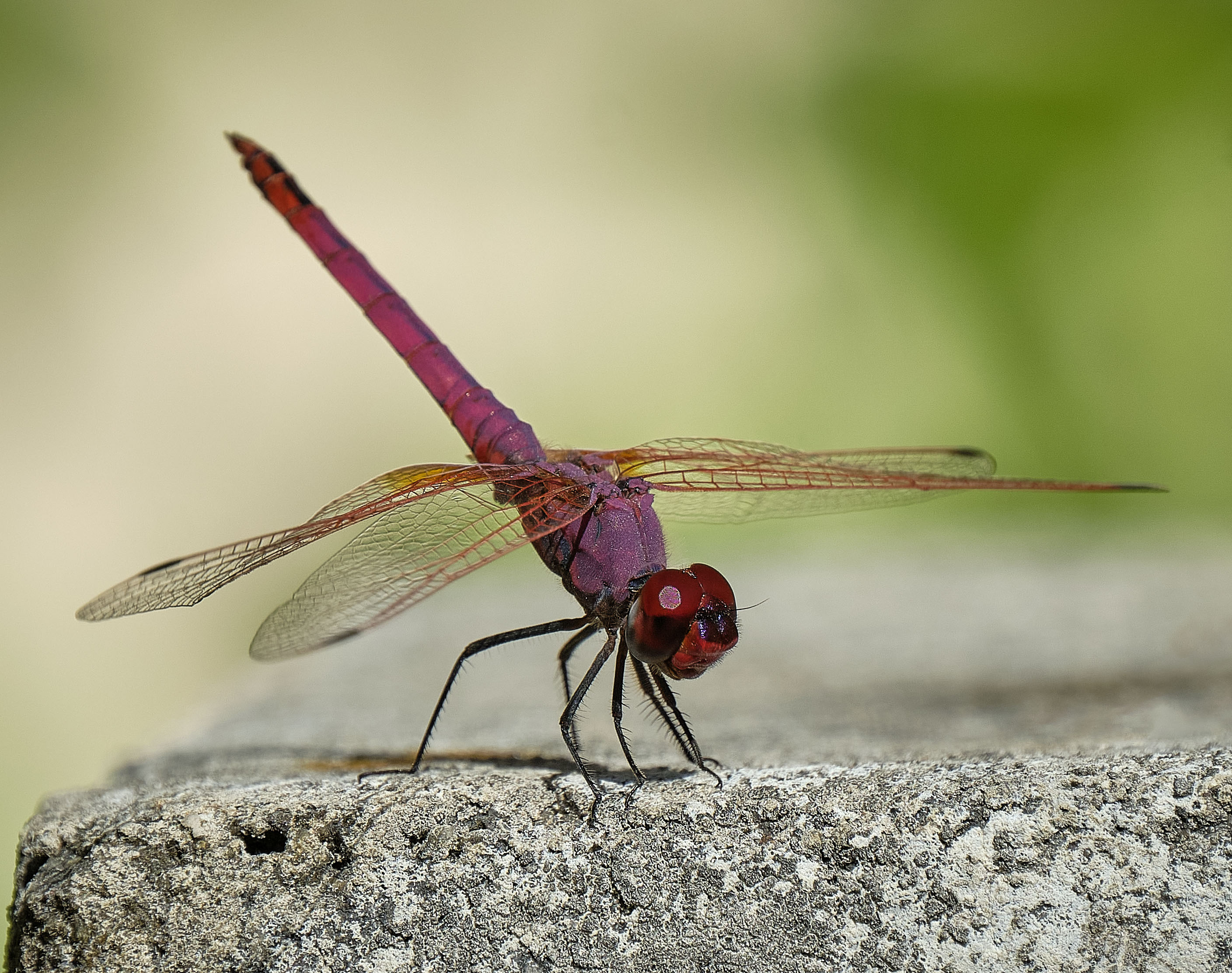 Purple-Blushed Darter(Trithemis annulata)
content media