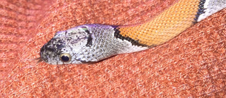 Alterna-tive beauties