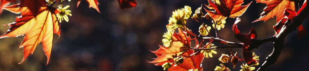 Un automne en pleine forme