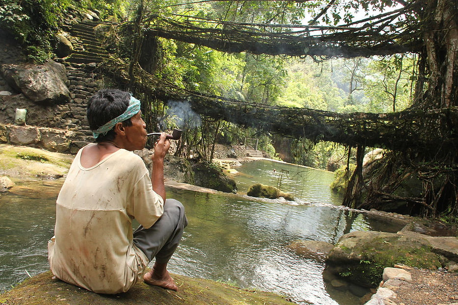 Les ponts en racines vivantes de Nongriat, Inde