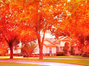 Filters IN THE HOOD C'EST FAUX FEUILLAGE with COKIN & WRATTEN A LA MODE PLUS Zomei 