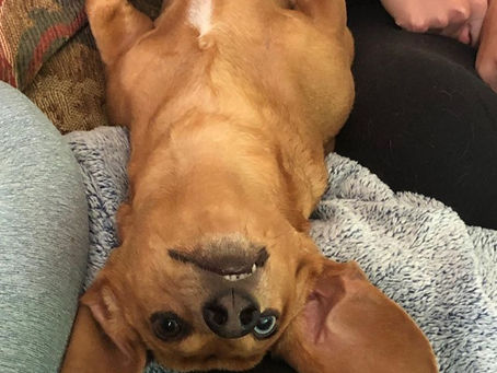 Kya Upside Down Watching the Vote