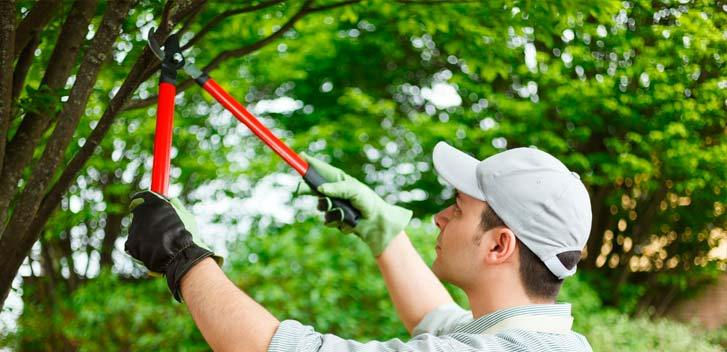 Tree-Pruning-Oakland