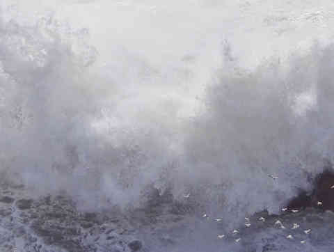 birdswaves12.jpg