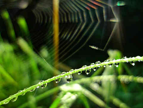 cobweb4.jpg