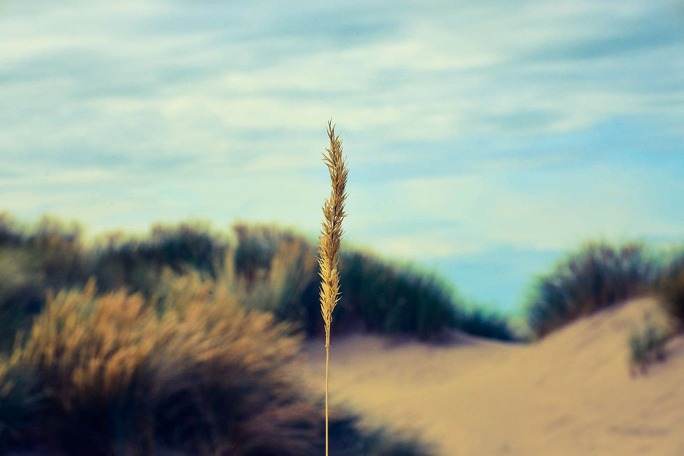 Nature at the Beach