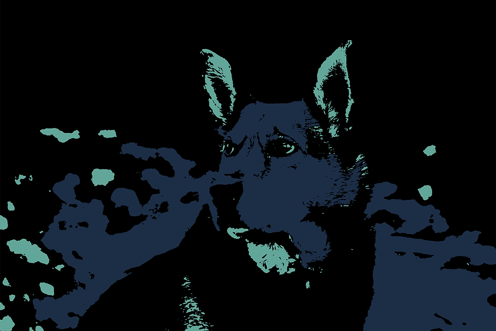 Wintry Canine