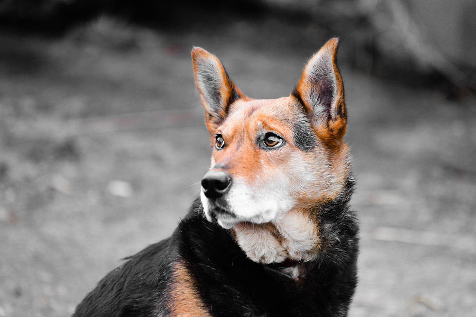 Wintry Canine