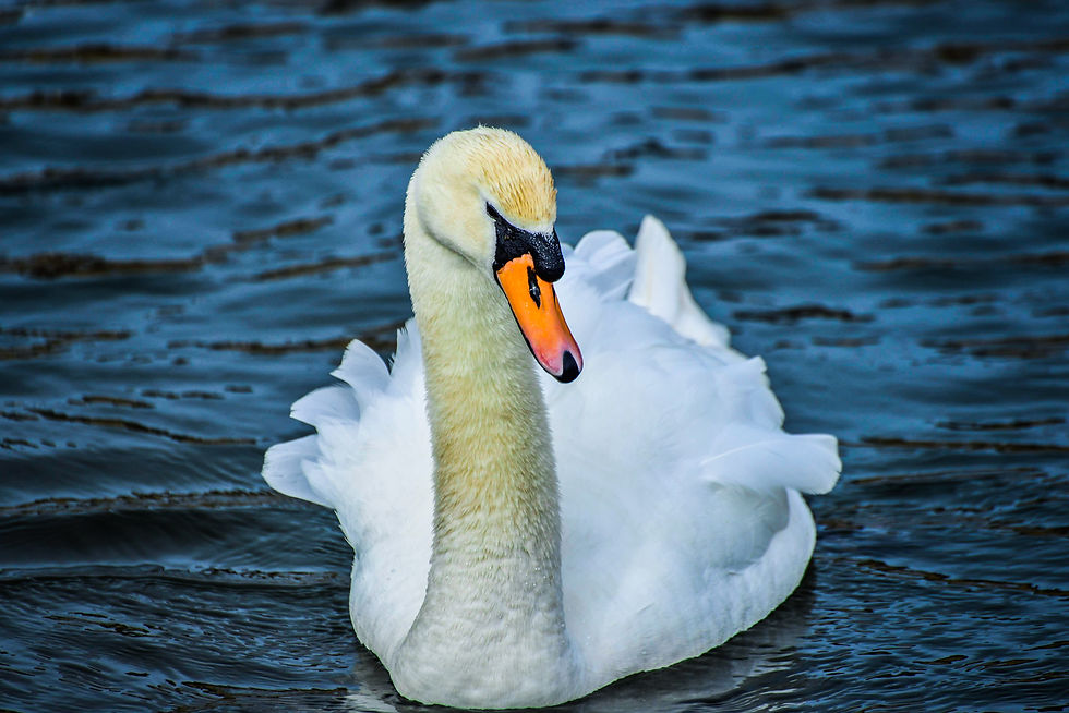 Whitest Swan