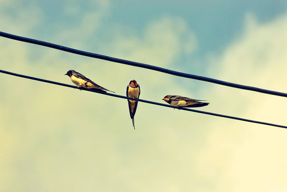 Rule of Birds
