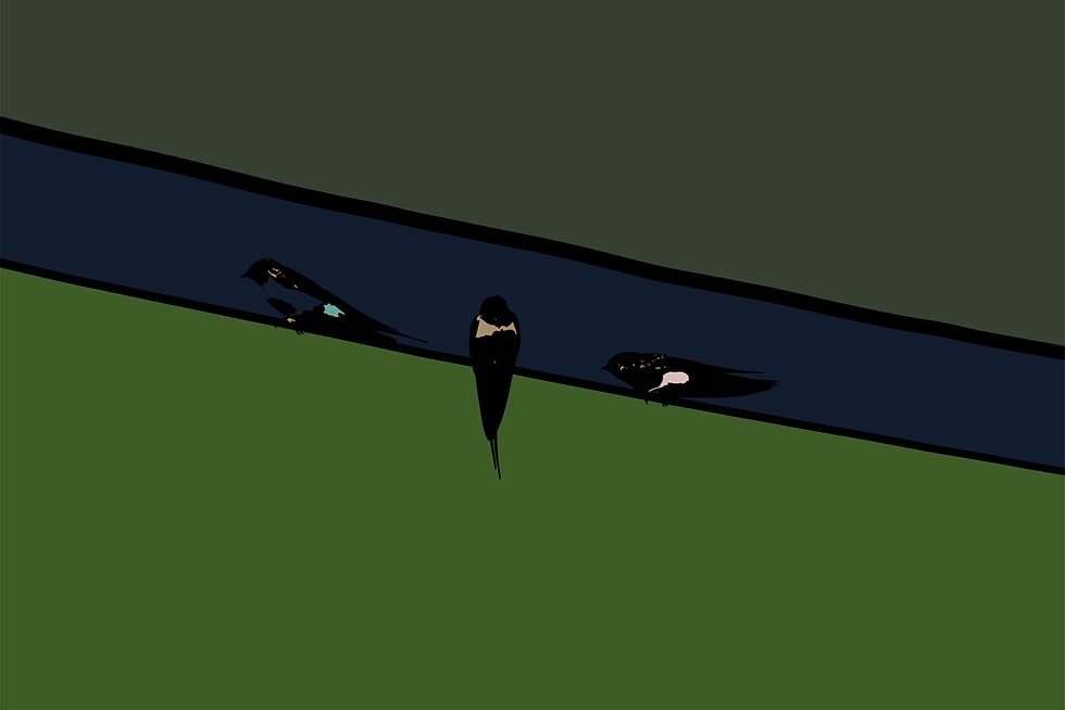 Rule of Birds