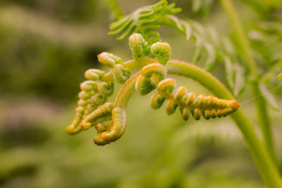 Autumn Fern