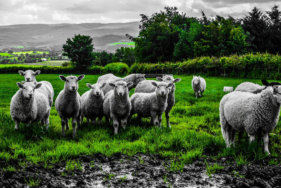 Farm Friends