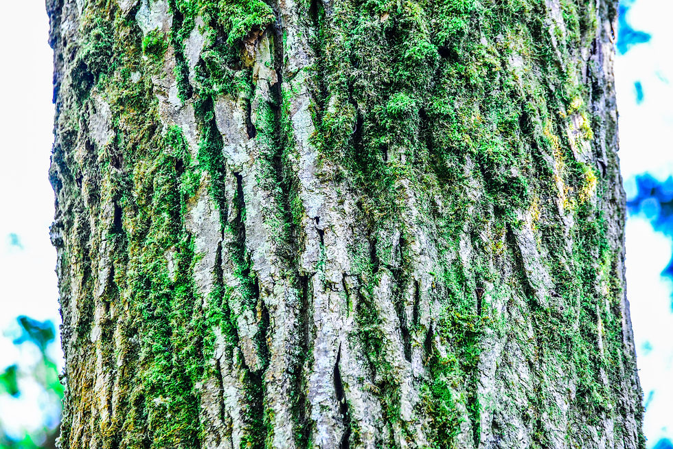 Tree Bark