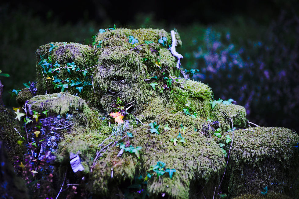 Messy Moss