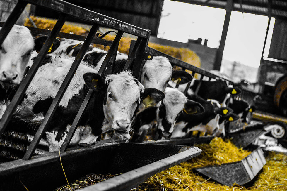 Cute Cattle