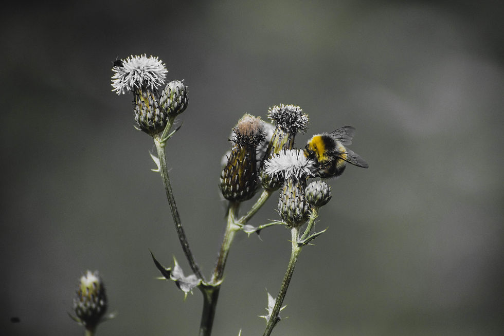 Busy Bee