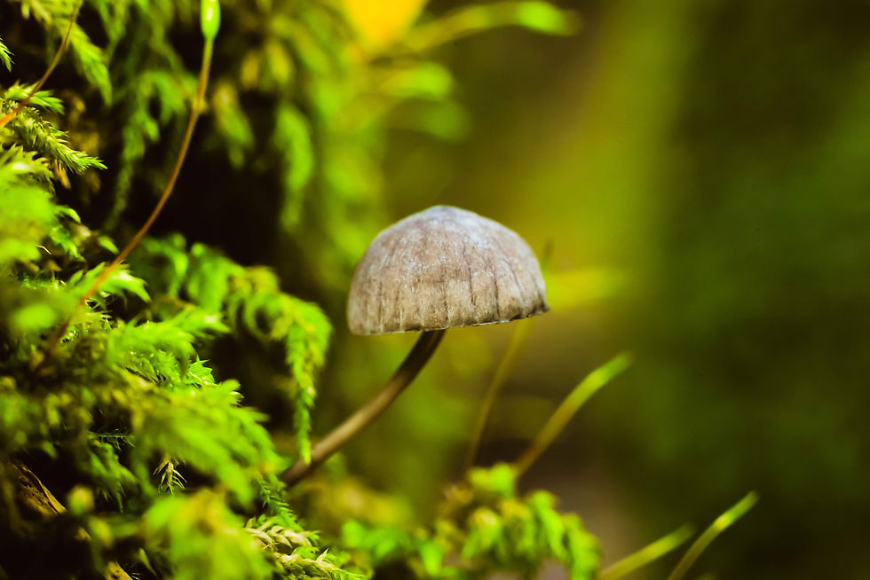 Baby Mushroom