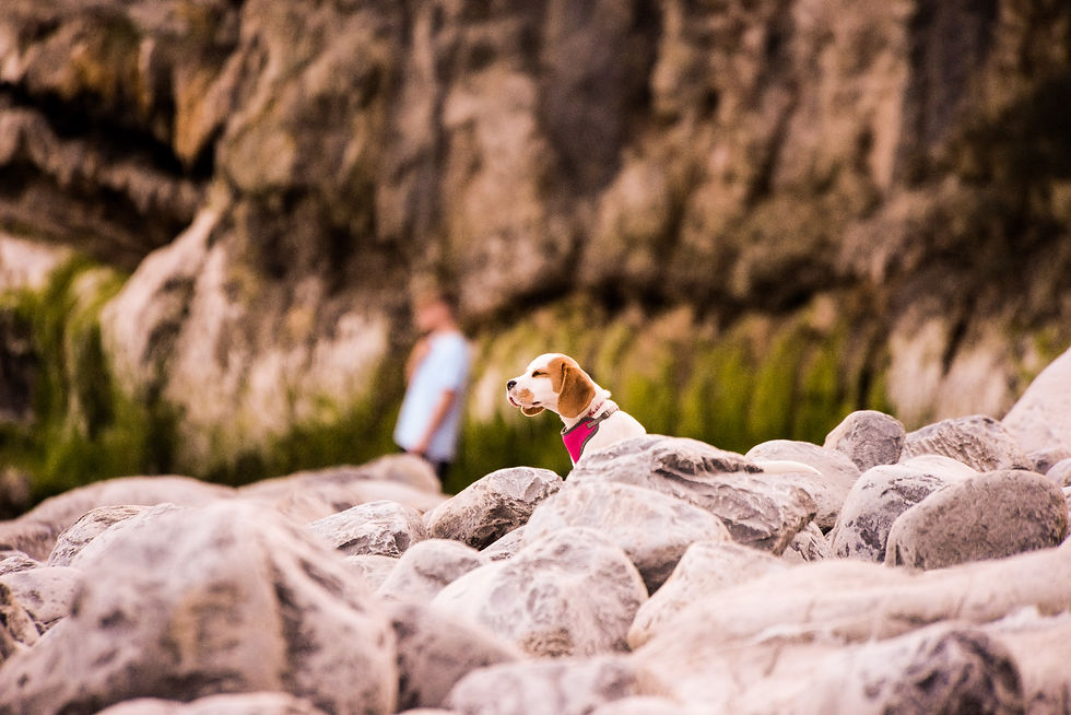 Beach Beagle