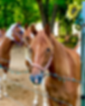 MTHFarmFamilyHorses.png