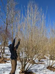 Hand cutting pussy willow branches outdoors in the snow during late winter.