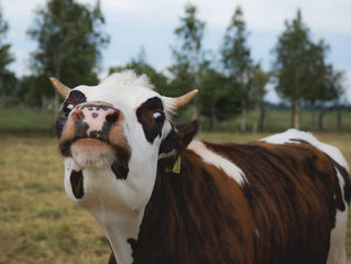 Agricultura: suspensão de venda de carne bovina para a China é temporária