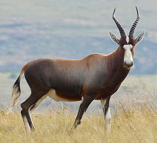 Blesbok_edited.jpg