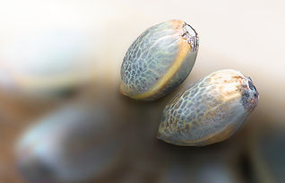 SEED_CU_ALT50shutterstock_264509354.jpg