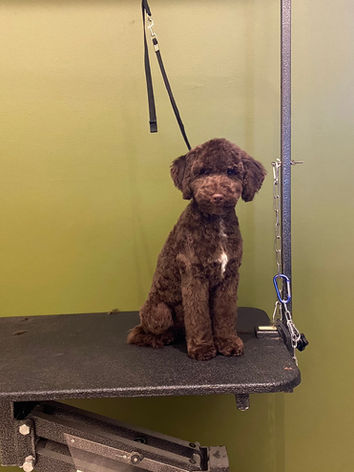 Dog Grooming East Lansing, MI
