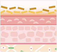 Skin structure 1.png
