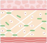 Skin structure 3.png