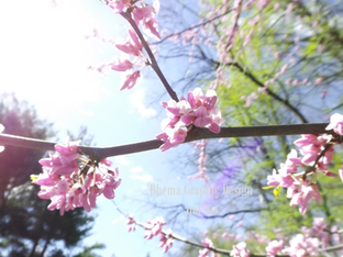 cherry branch watermarked.png