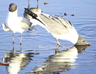 birds watermarked 2.png