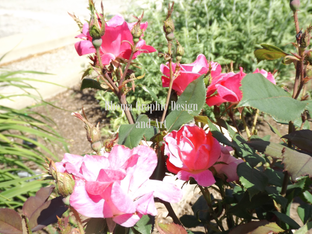 roses watermarked.png