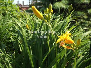 lillies watermarked.png