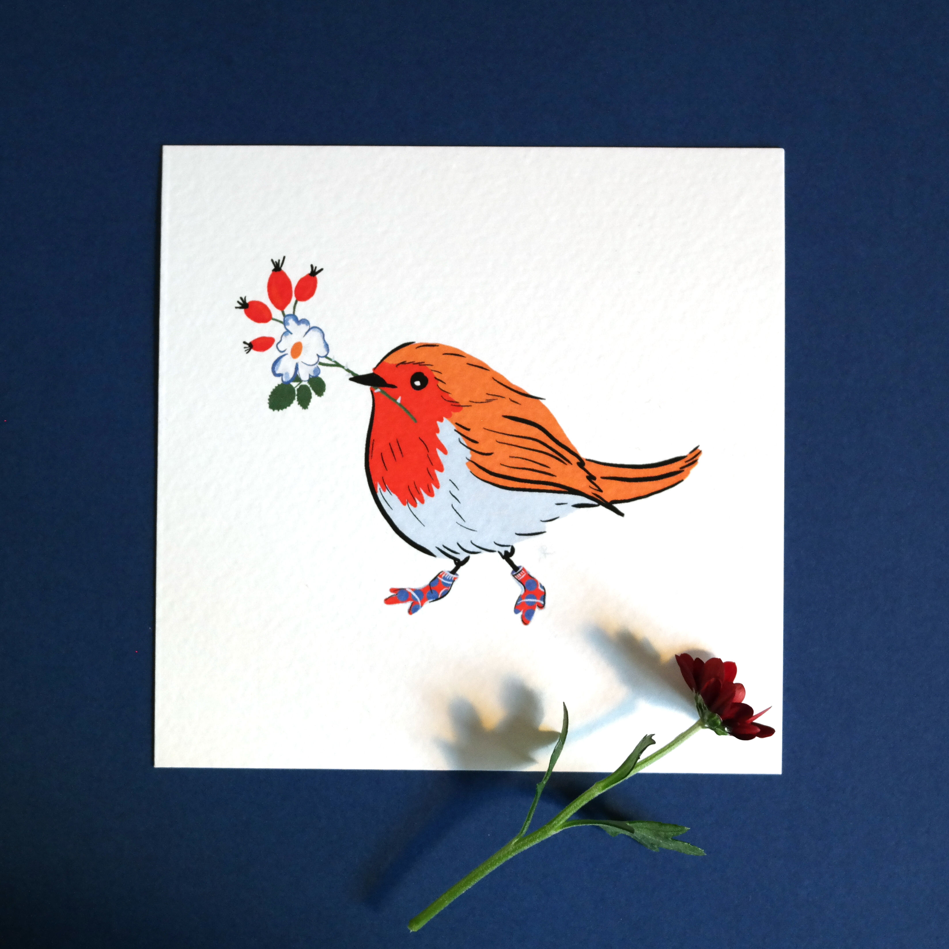Rouge-gorge en chaussettes