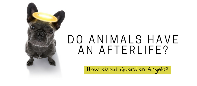 Do animals have an afterlife?