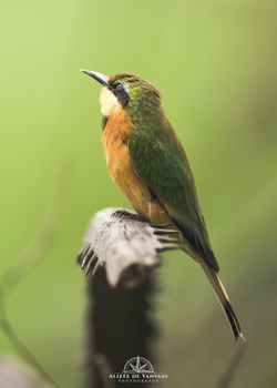 Little Bee-eater - Namibia